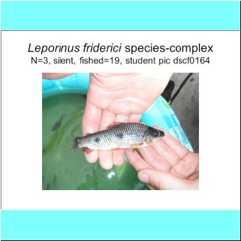 Leporinus friderici complex.png